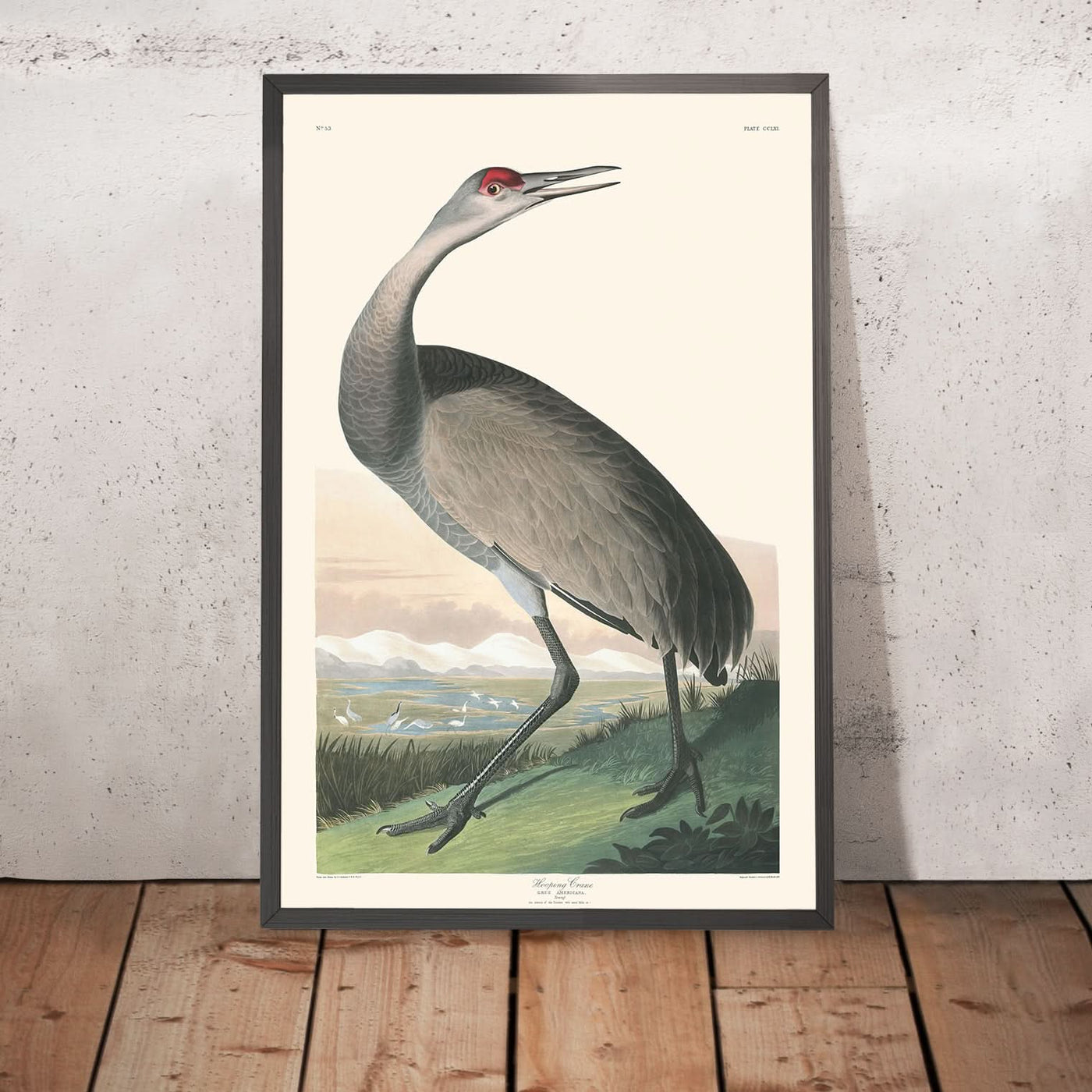 Hooping Crane by John James Audubon, 1827