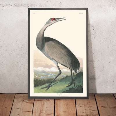 Hooping Crane by John James Audubon, 1827