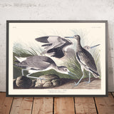 Snipe semipalmato, o Willet di John James Audubon, 1827 