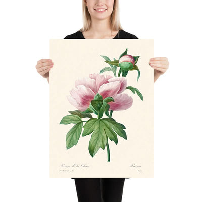 Pink Peony von Pierre-Joseph Redouté, 1802 