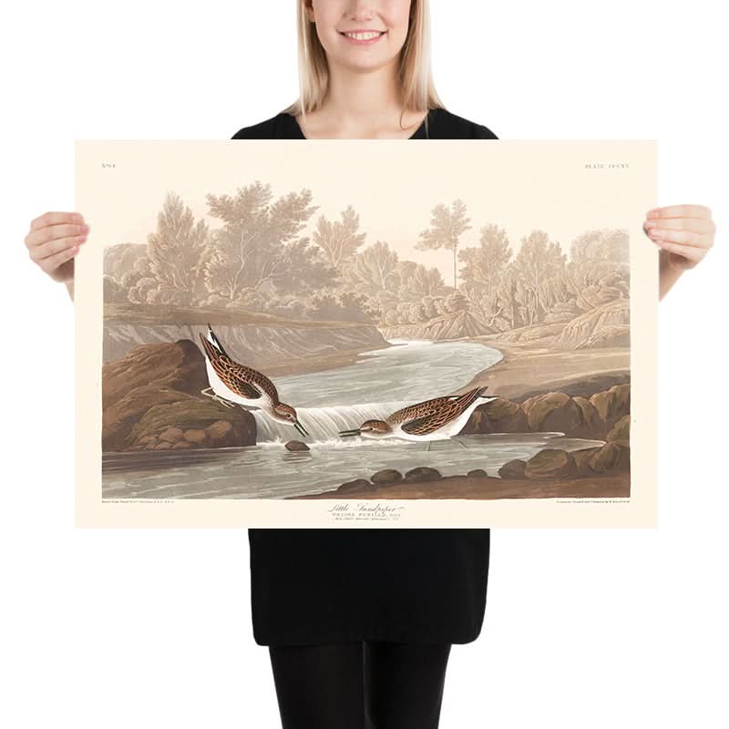 Little Sandpiper by John James Audubon, 1827