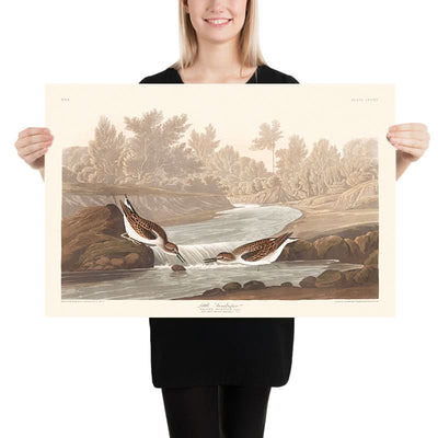 Little Sandpiper by John James Audubon, 1827