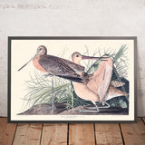 Grande Godwit Marmorizzato di John James Audubon, 1827 