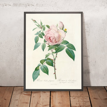 A framed image of Rose (Rosa indica fragrans) by Pierre Joseph Redouté, 1817