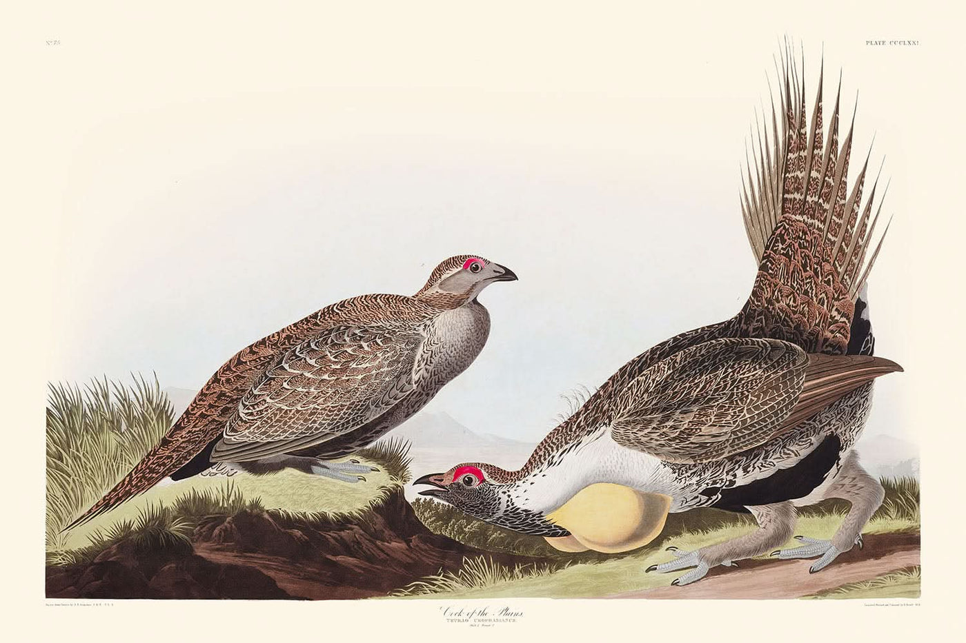 El Gallo de las Llanuras por John James Audubon, 1827 