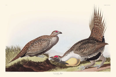 El Gallo de las Llanuras por John James Audubon, 1827 