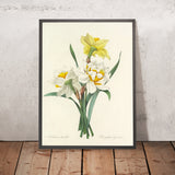 Double Daffodils (Plate 51) by Pierre Joseph Redouté, 1827