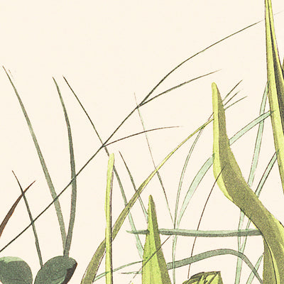 Tawny Thrush by John James Audubon 1827
