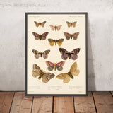 Moths (Plate 20) by Frederick DuCane Godman, 1879