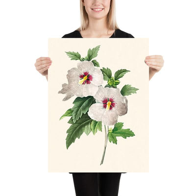 Hibiscus by Pierre-Joseph Redouté, 1827