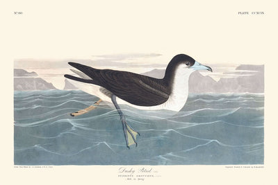 Petrel oscuro de John James Audubon, 1827 