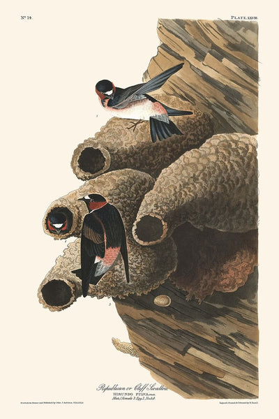 Republican, or Cliff Swallow by John James Audubon, 1827