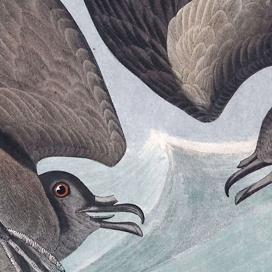 Petrello a coda di forca di John James Audubon, 1827 