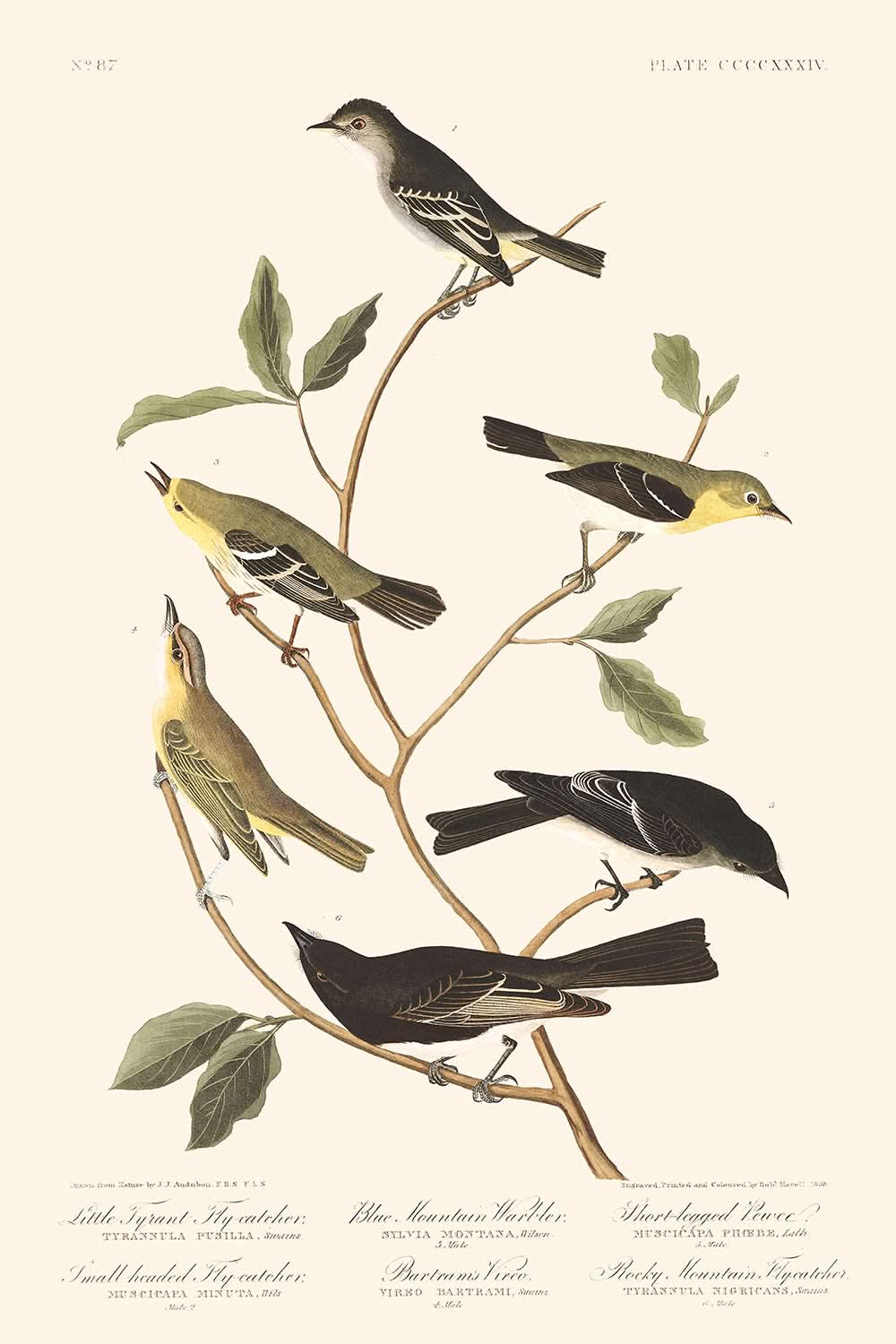 Little Tyrant Flycatcher, Small-headed Flycatcher, Blue Mountain Warbler, Bartram's Vireo, Short-legged Pewee, Rocky Mountain Fly-catcher by Audubon, 1827