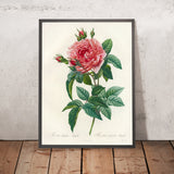 Rosa Gallica Regalis by Pierre Joseph Redouté, 1817