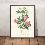 Multiflora Rose (Rosa multiflora carnea) by Pierre Joseph Redouté, 1817