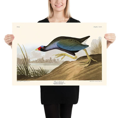 Purple Gallinule by John James Audubon, 1827