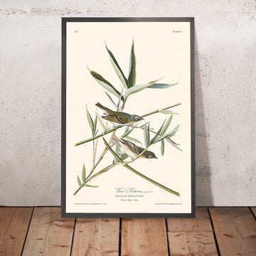 Vireo Solitarius di John James Audubon, 1827 
