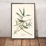 Vireo Solitarius di John James Audubon, 1827 