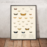 Moths (Lepidoptera: Heterocera, Plate 7) by Frederick DuCane Godman, 1879