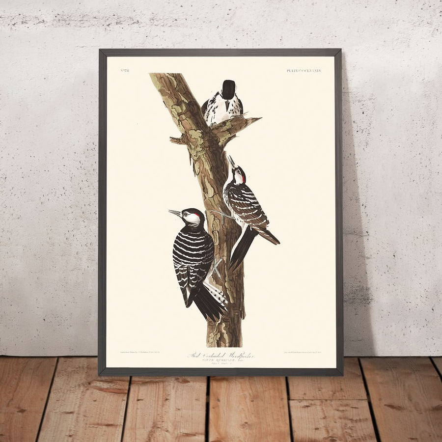 Picchio Rosso di Cockade di John James Audubon, 1827 