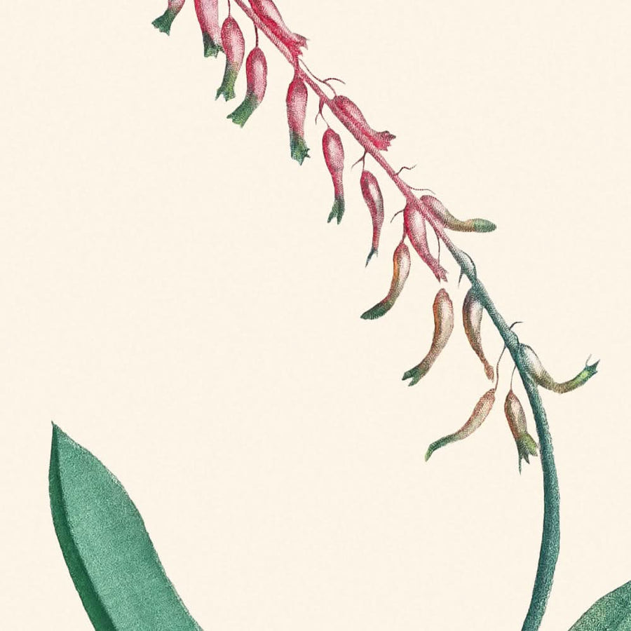 Lingua di vacca di Pierre-Joseph Redouté, 1802 