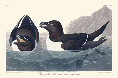 Razor Bill by John James Audubon, 1827