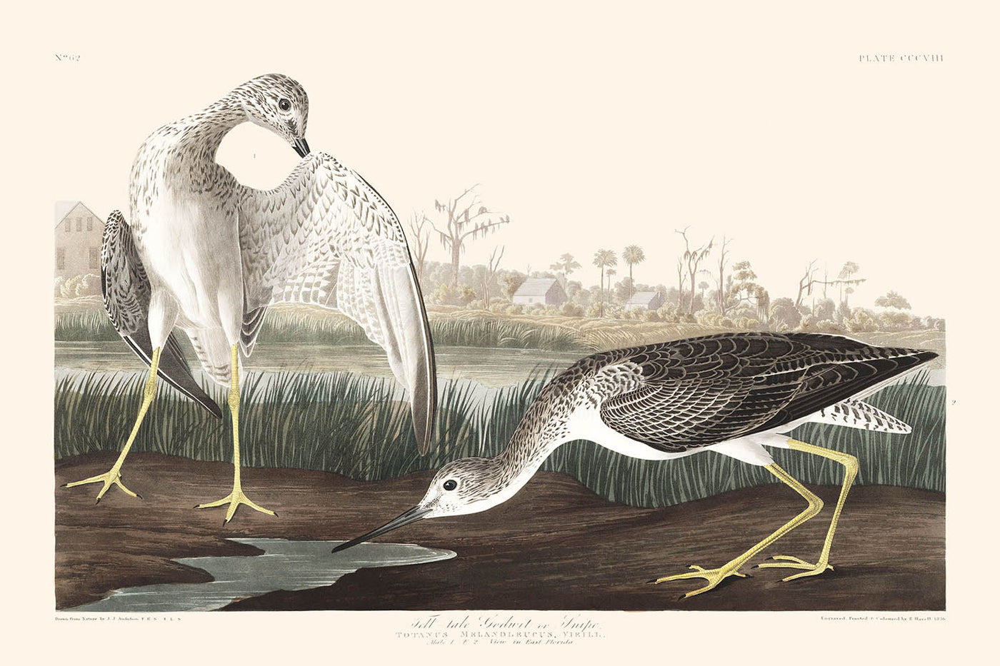 Bécassine ou Bécasse par John James Audubon 1827 