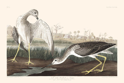 Bécassine ou Bécasse par John James Audubon 1827 