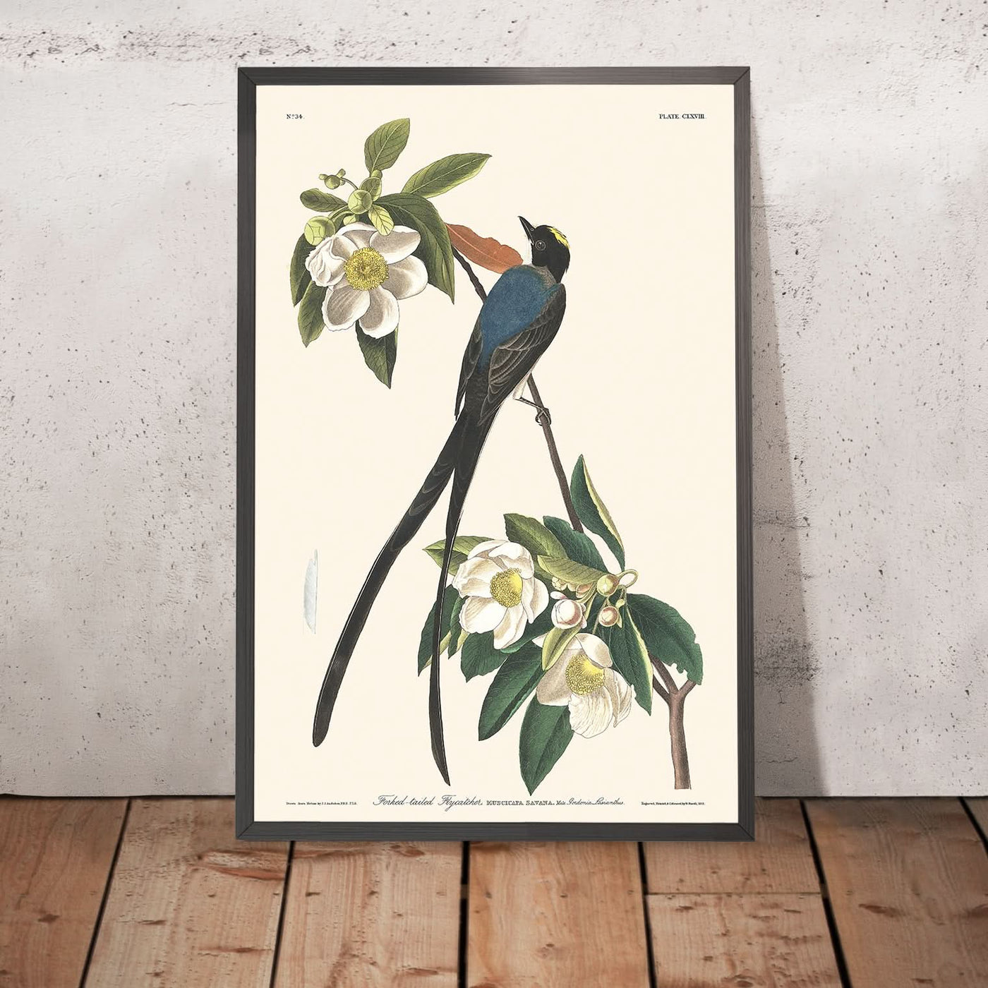 Gabelschwanz-Fliegenschnäpper von John James Audubon, 1827 