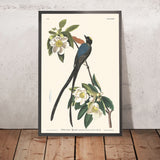 Pigliamosche dalla coda fork-tailed di John James Audubon, 1827 