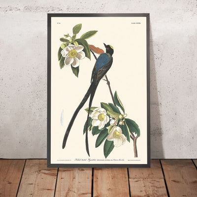 Gabelschwanz-Fliegenschnäpper von John James Audubon, 1827 