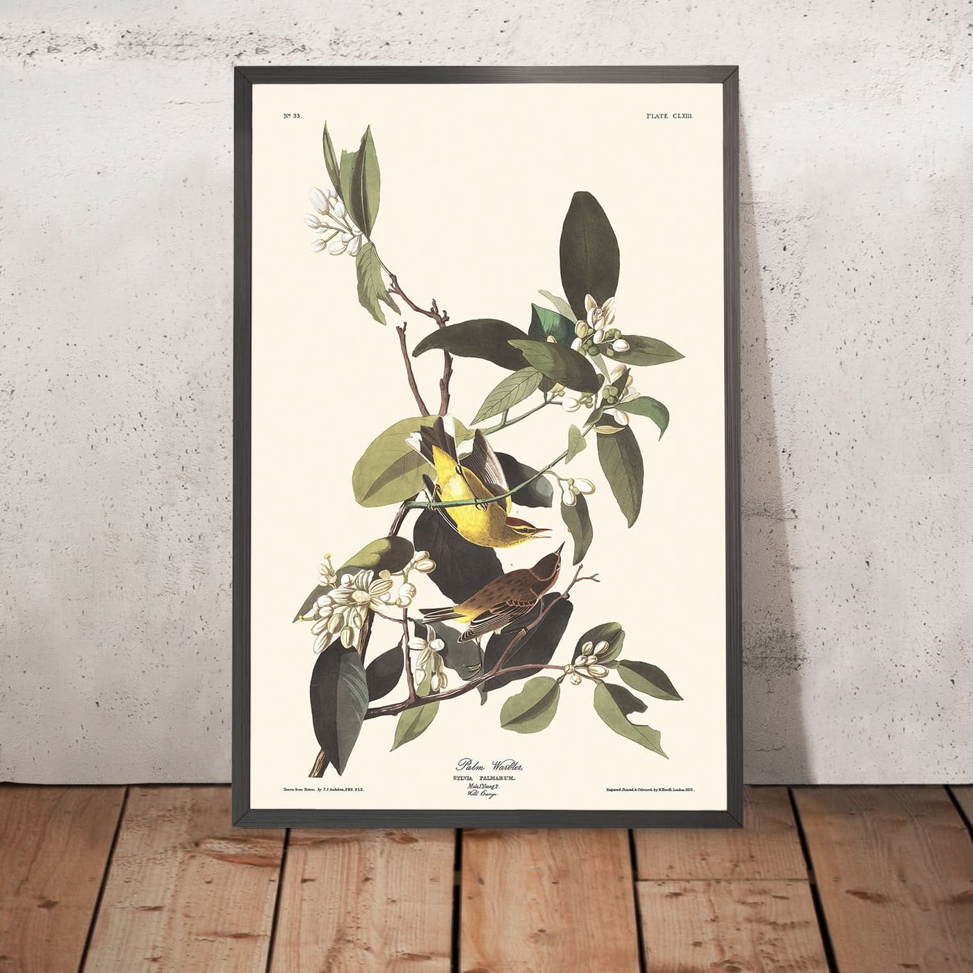 Palm Warbler by John James Audubon, 1827