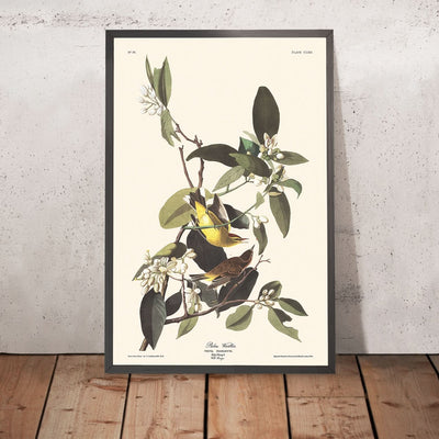 Palm Warbler by John James Audubon, 1827