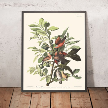 Piatto della Colomba di Terra 182 di John James Audubon 1827 