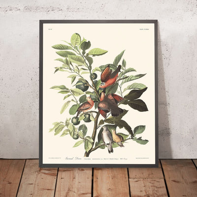 Ground Dove Plate 182 by John James Audubon 1827