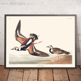 Turn-stone di John James Audubon, 1827 