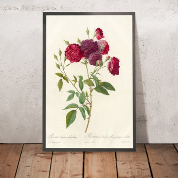 A framed image of Rosa indica subviolacea by Pierre Joseph Redouté, 1817