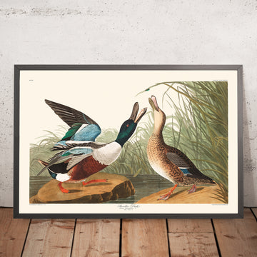 Gerahmtes Bild der Löffelente von John James Audubon, 1827