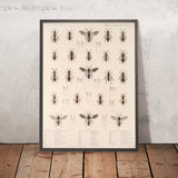 Bees, Wasps, and Ants (Hymenoptera, Plate 33) by Frederick DuCane Godman, 1879