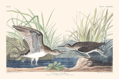 Aguja Solitaria por John James Audubon 1827 