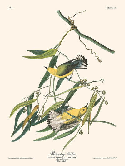 Prothonotary Warbler von John James Audubon, 1827 