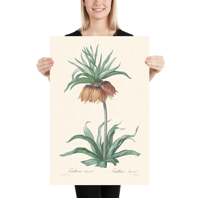 Fritillaria Imperialis by Pierre-Joseph Redouté, 1802