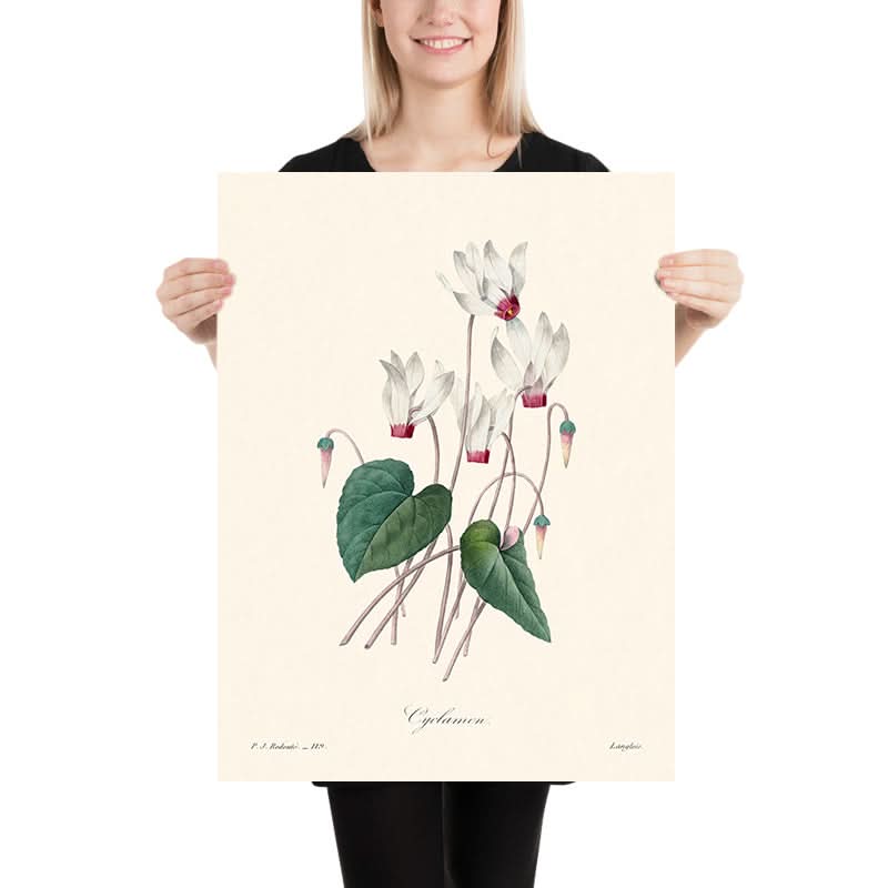 Ciclamino di Pierre-Joseph Redouté, 1802 