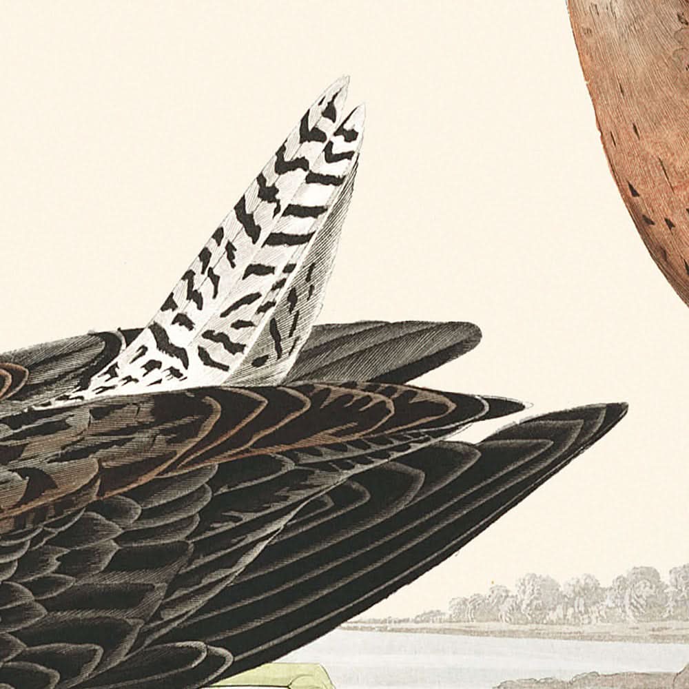 Red-breasted Snipe by John James Audubon, 1827