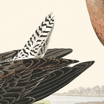 Red-breasted Snipe by John James Audubon, 1827