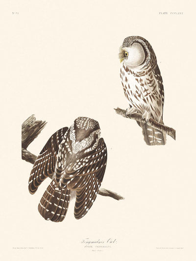 Tengmalms Eule von John James Audubon, 1827 