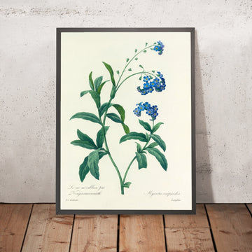 A framed image of Water Forget-Me-Not (Myosotis scorpioides, Plate 50) by Pierre Joseph Redouté, 1827