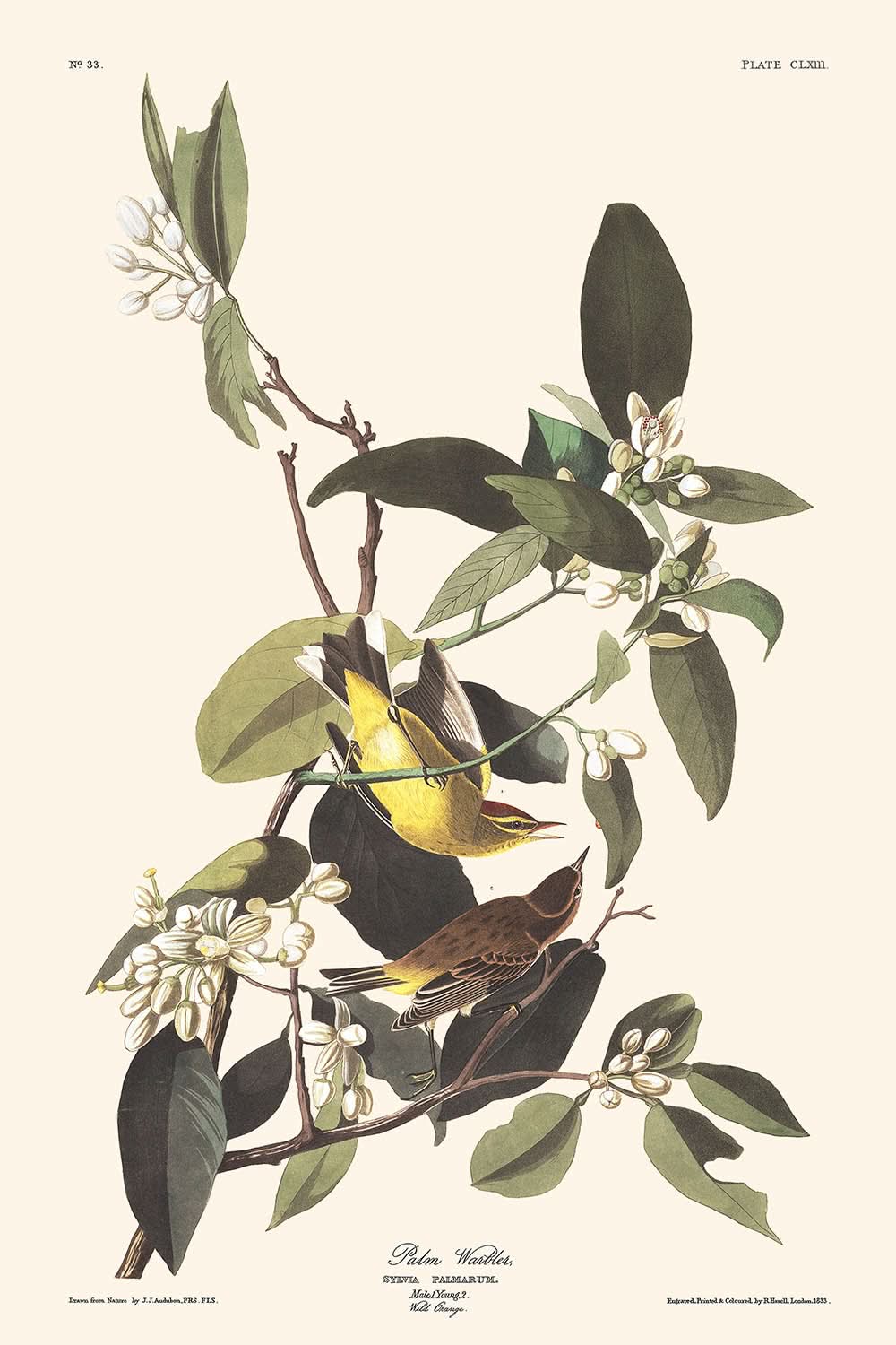 Palm Warbler by John James Audubon, 1827