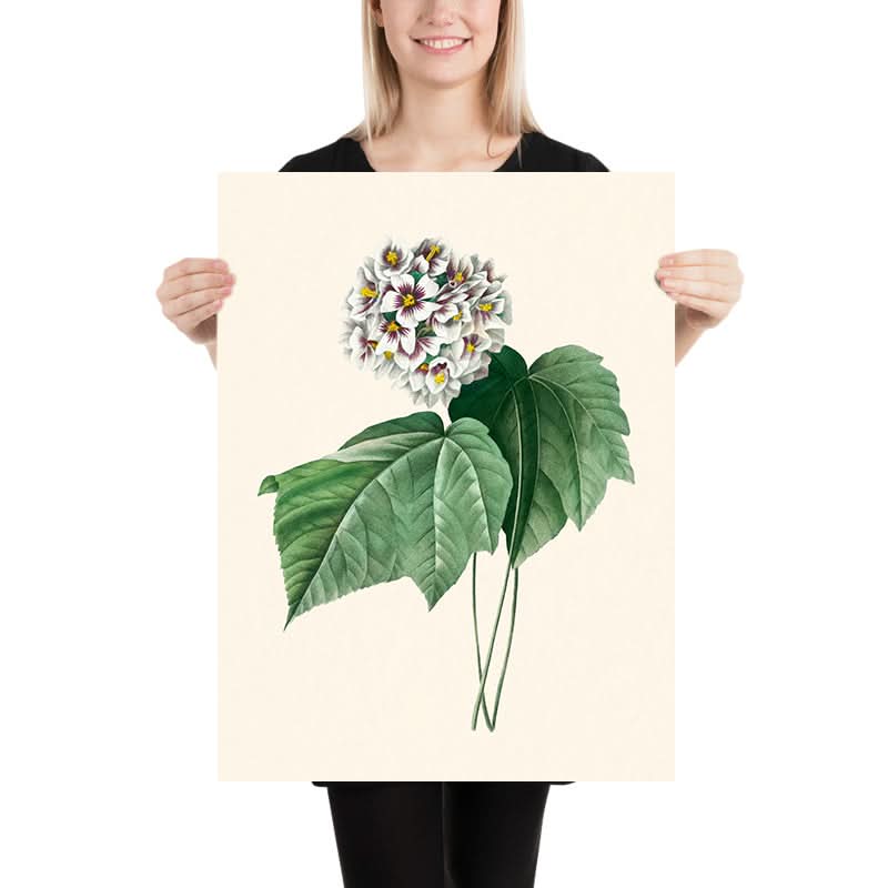 Dombeya Amelia di Pierre-Joseph Redouté, 1802 